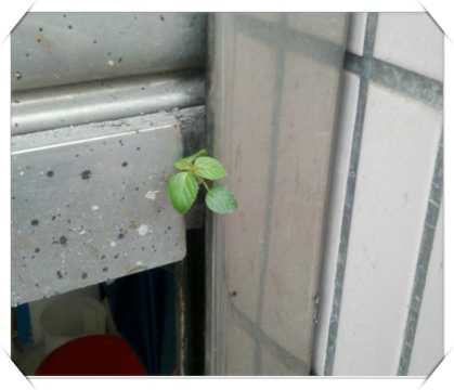 长在卷轴门上的小草