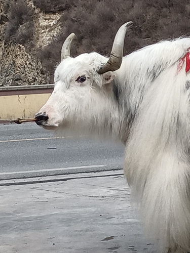 星铃丹·旅游·九寨沟